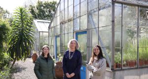 Dr Michelle Murray,  Prof Jennifer McElwain  and Midori Yajima in the Trinity botanical garden. Photograph: Nick Bradshaw/The Irish Times