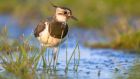 Lapwing declined by 64 per cent since the mid-1990s. Photograph: iStock