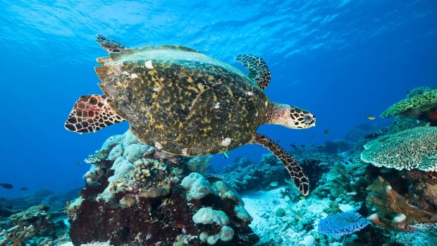 Hawksbill Turtle Eretmochelys imbricata: the species is critically endangered because of human fishing practices