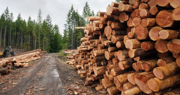 ‘With timber, you have a building material that stores carbon rather than emits it. Carbon is locked away in the fabric of the building. It’s a virtuous circle,’ says Forestry Industry Ireland’s Mark McAuley.