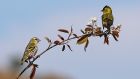 BIRDS OF A FEATHER: Two siskins courting on a branch at the Speckled Meadow garden in Westport, Co Mayo. Photograph: Lorraine Teevan
