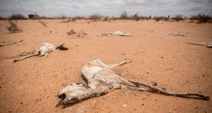 The carcass of a goat lies in the sand on the outskirts of Dollow, Somalia. Photograph: Sally Hayden