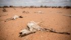 The carcass of a goat lies in the sand on the outskirts of Dollow, Somalia. Photograph: Sally Hayden