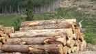 There was some easing in Irish timber supply bottlenecks caused by delays in the Department of Agriculture issuing licences. Photograph: Getty