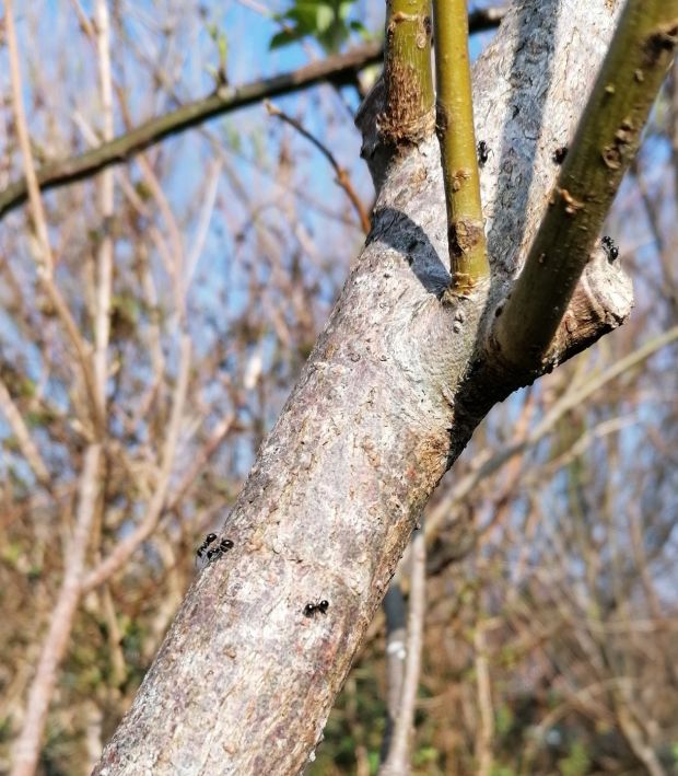 Ants on willow