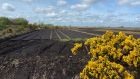 Freshly cut turf near Mountbellew, Co Galway this week