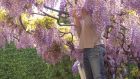 Wisteria needs regular pruning twice a year to keep it in shape and encourage the plant to flower generously. Photograph: iStock