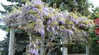 Blooming wisteria frutescens at Lake Maggiore, Italy. Photograph: iStock