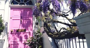 Cosy houses of Notting Hill, Kensington and Chelsea in London covered in tender wisteria blossom.  Photograph: iStock