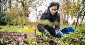 Gardening in allotments is one activity that  brings people closer to their local environment which increases their connection with nature and gives them a greater sense of belonging. Photograph: iStock