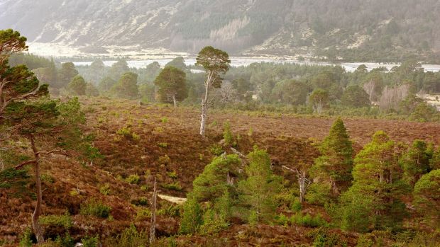 A view of the Glenfeshie Valley in the Scottish Highlands. Some environmentalists consider peatlands to be more important than rainforests. Photograph: Catherine Hyland/The New York Times