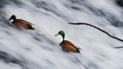 DODDERIN' ALONG: Ducks face the flow of the river Dodder to feed on aquatic weeds at the Rathfarnham weir in Dublin. Photograph: Brian Lawless/PA Wire
