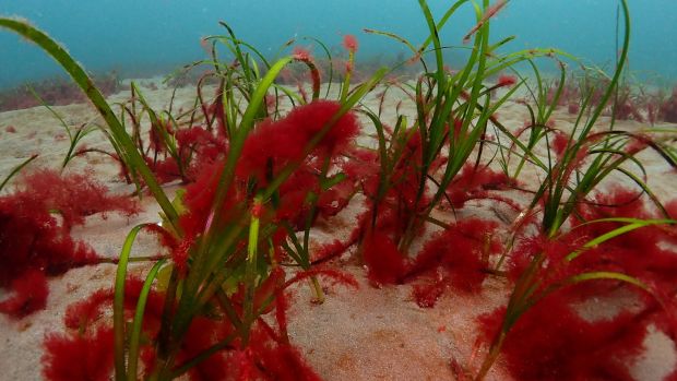 Preserving seagrasses can provide natural protection of coastlines. Photograph: Phil Wilkinson