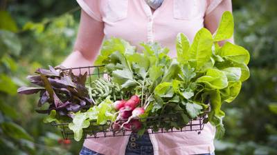 Grow your own groceries  and reap the rewards