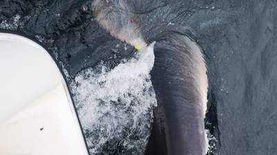 Half-tonne Porbeagle shark caught off coast of Donegal
