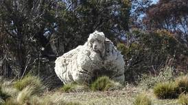 Chris world’s woolliest sheep (unofficially) gets cut