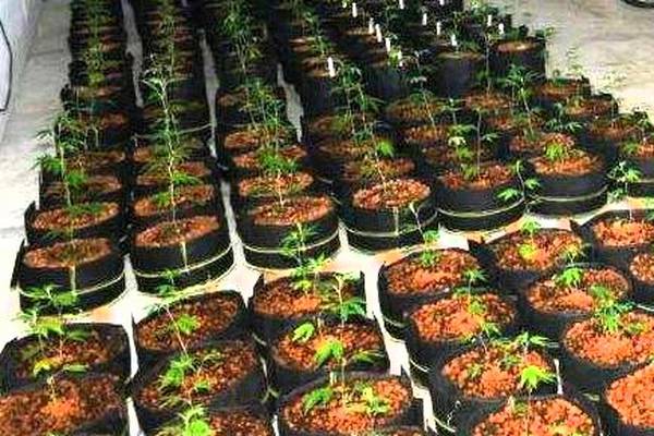 Donegal gardaí seize large quantity of cannabis plants in raid
