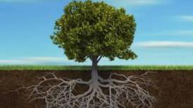 Irish Roots: Professional genealogy lives on despite internet