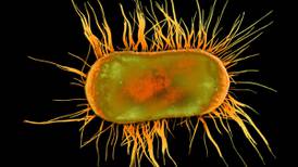 E.coli found in 5% of private water supplies, EPA warns