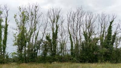 Ash dieback continues to devastate Irish tree population