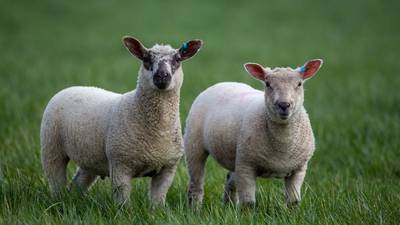 Irish lambs due for ritual slaughter in Singapore die mid-flight