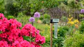 How rain can be great for your garden
