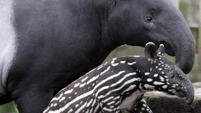 Dublin Zoo faces criminal prosecution after toddler was mauled by tapir