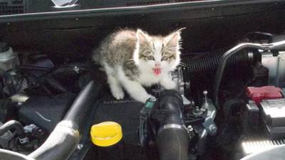 Maude the kitten survives trip across Ireland hidden in engine