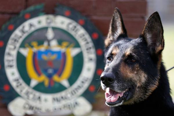 Colombian cartels put bounty on head of police dog after drug busts