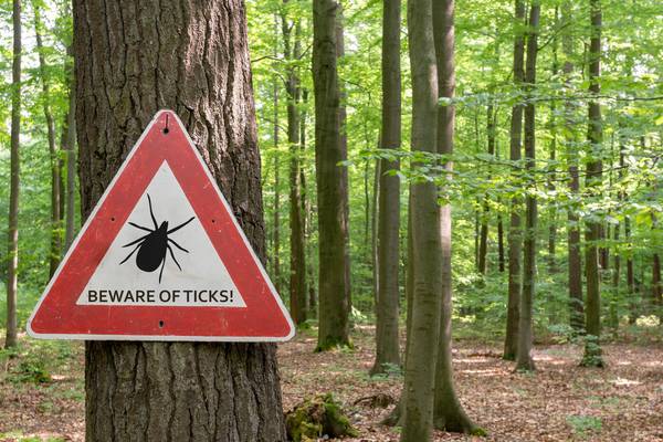 Ticks that can harm the brain found in UK for first time
