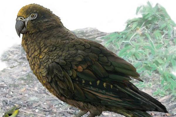 Fossil of ‘world’s largest parrot’ discovered in New Zealand