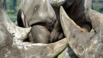 Irishman faces prison for involvement in sale of rhino horns