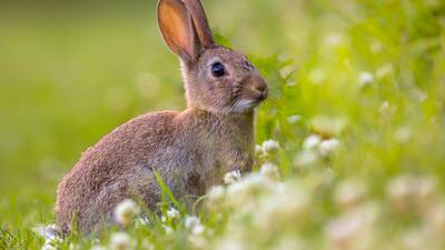 Members of Scottish rugby team made kill rabbits,  player claims