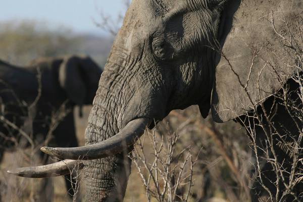 China to ban domestic ivory trade by end of 2017