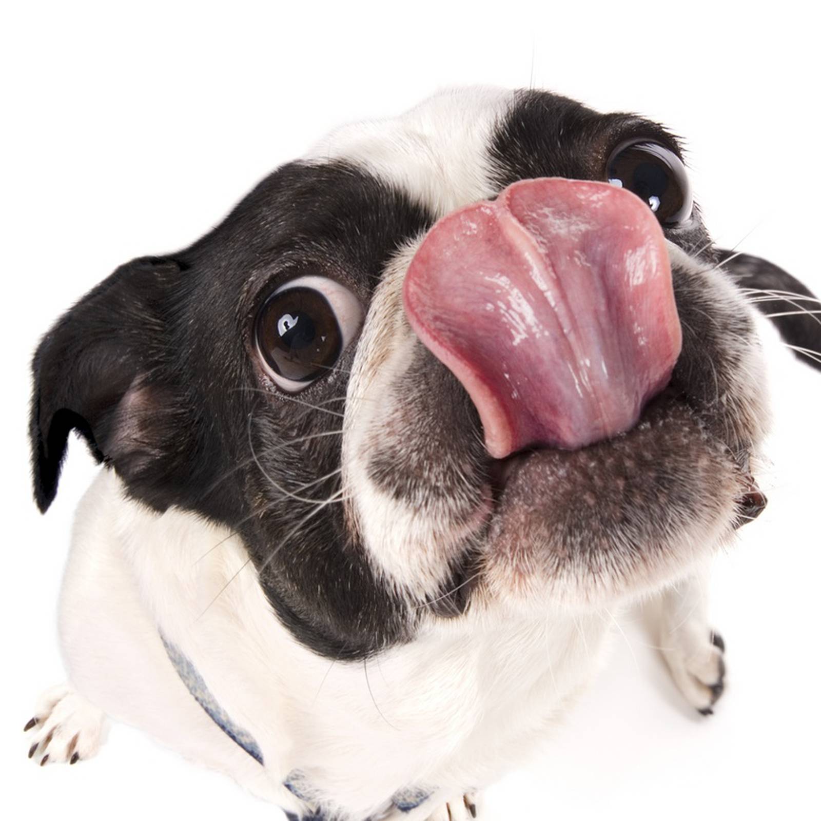 Is it safe to let your dog lick your face? Here's what vets say - Hindustan  Times