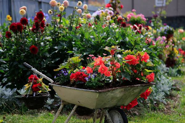 Gardeners warned of rise in infection risks due to hot weather