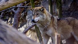 EU to consider limiting protection for wolves amid resurgence as farmers raise concerns