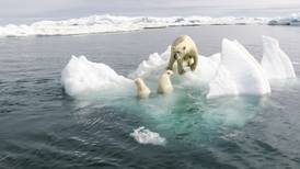 Loss of Arctic summer sea ice very likely before 2050, study shows