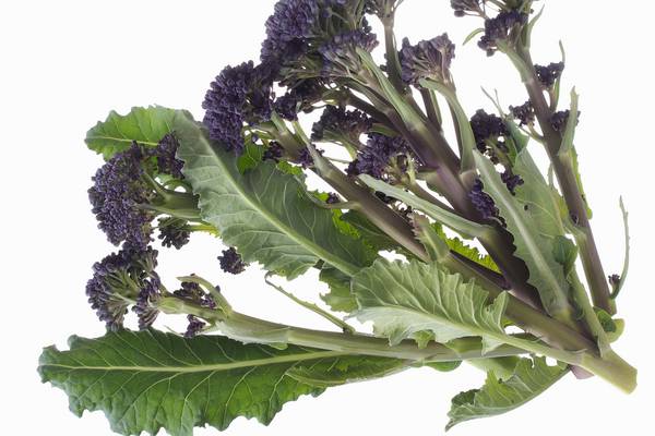 It sounds exotic but purple sprouting broccoli is pure Irish