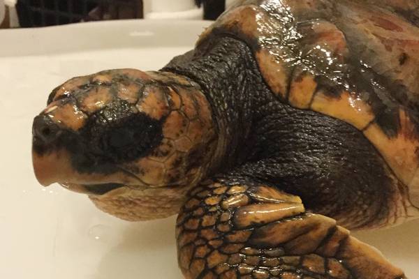 Rare turtle rescued off Co Donegal coast