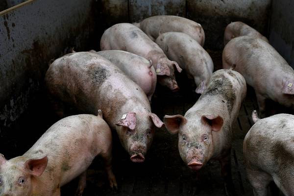 Is death still the end? Scientists spark life in brains of dead pigs