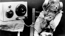Web Log: The purrfect listening  experience for your cat