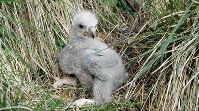 Kerry eagle chick dies after suspected nest disturbance