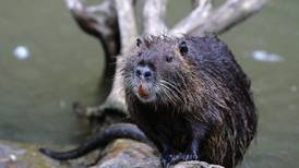Invasive rodent spotted along Dublin’s Royal Canal