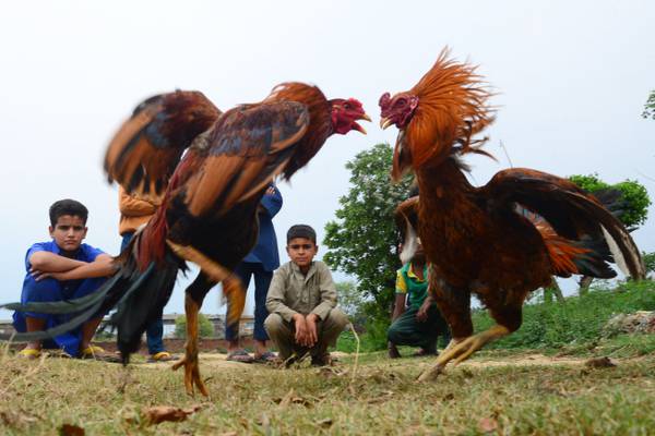 Resurgence in ‘barbaric’ practice of cockfighting, Seanad hears 