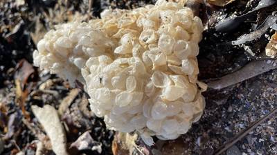 Eye on Nature: Whelk egg case, frogspawn, ladybirds and funnel web