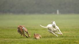 Hare coursing integral to many in rural Ireland, says Minister