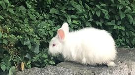 Release of pet rabbits in Dublin’s St Stephen’s Green criticised as ‘irresponsible’