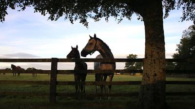 Living legends and celebrity stallion welcome visitors again