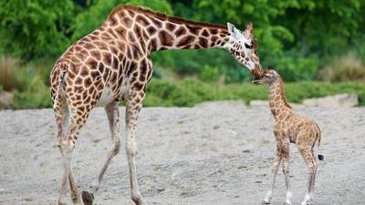 Giraffe the latest addition to baby boom at Dublin Zoo